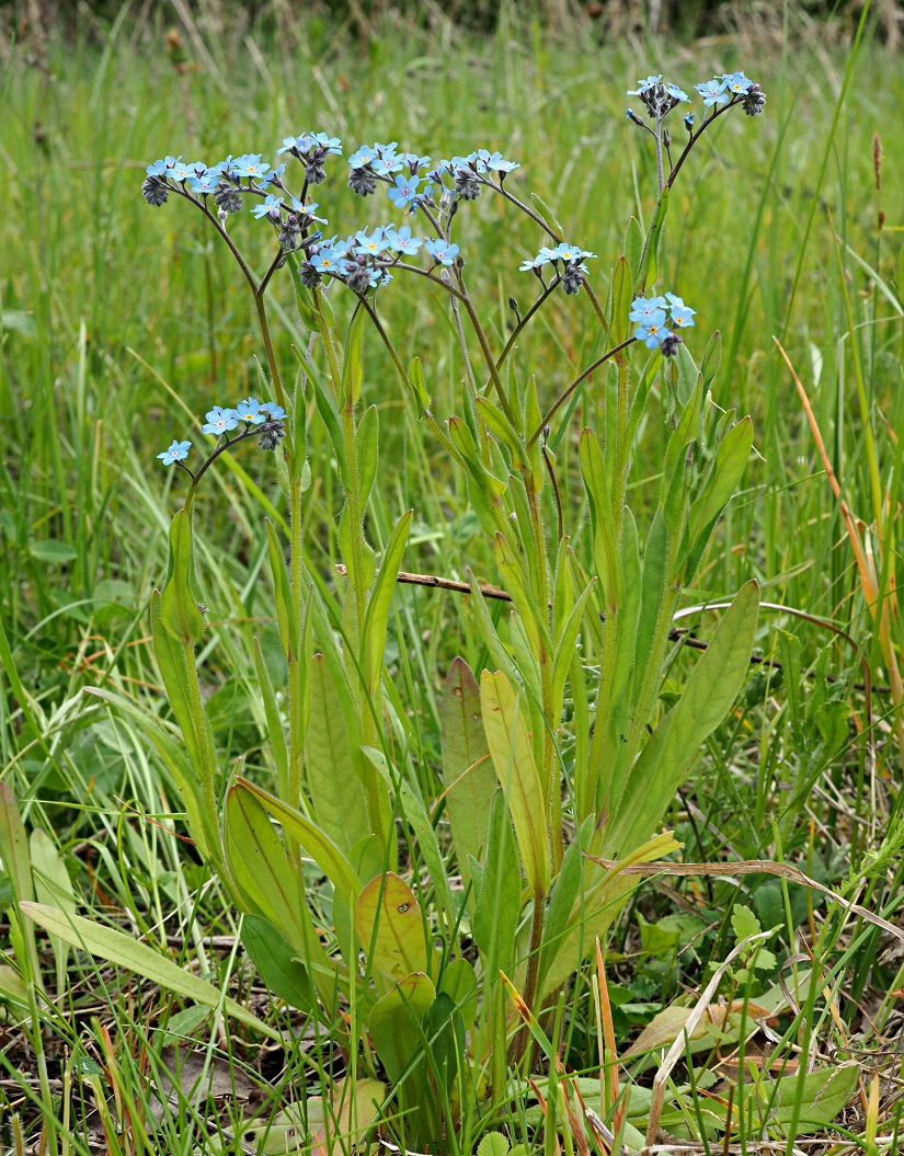 Изображение особи Myosotis popovii.