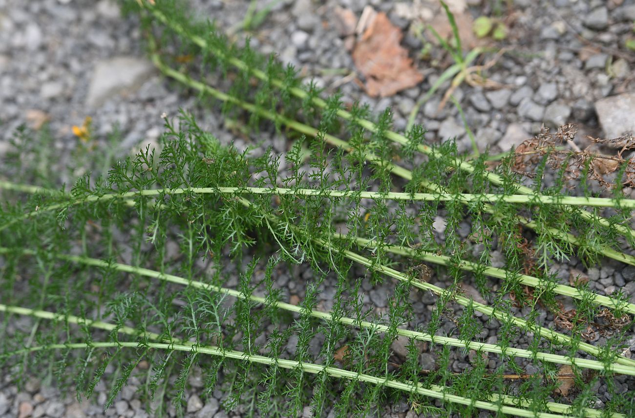 Изображение особи род Achillea.