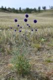 Echinops davuricus. Цветущее растение. Иркутская обл., Ольхонский р-н, Тажеранская степь. 30 июля 2023 г.