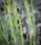 Equisetum hyemale. Верхушка побега со стробилом. Пермский край, г. Пермь, Ленинский р-н, станция Блочная, берма насыпи. 18.06.2023.