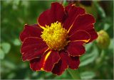 Tagetes patula. Соцветие. Московская обл., Раменский р-н, окр. дер. Хрипань, садовый участок. 30.07.2023.