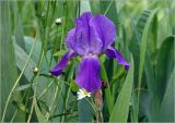 Iris nyaradyana