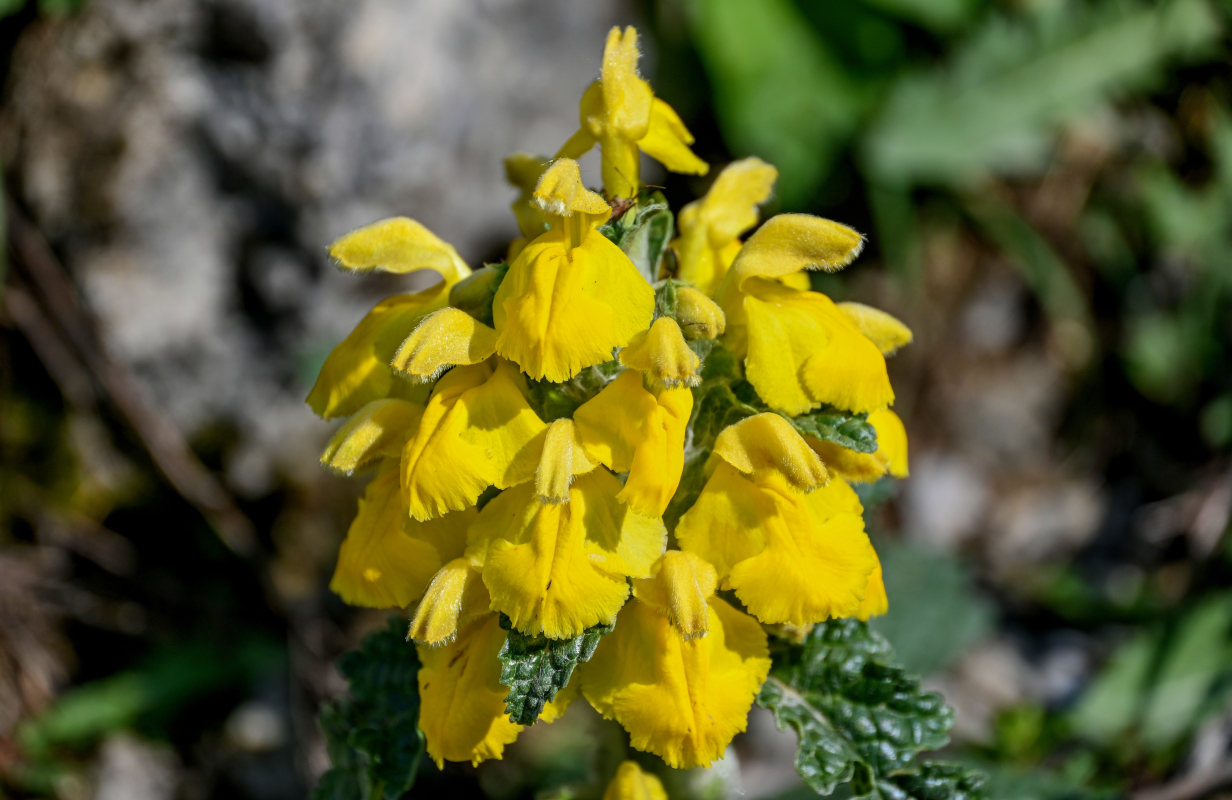 Изображение особи Phlomoides speciosa.