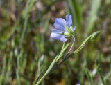 Linum bienne