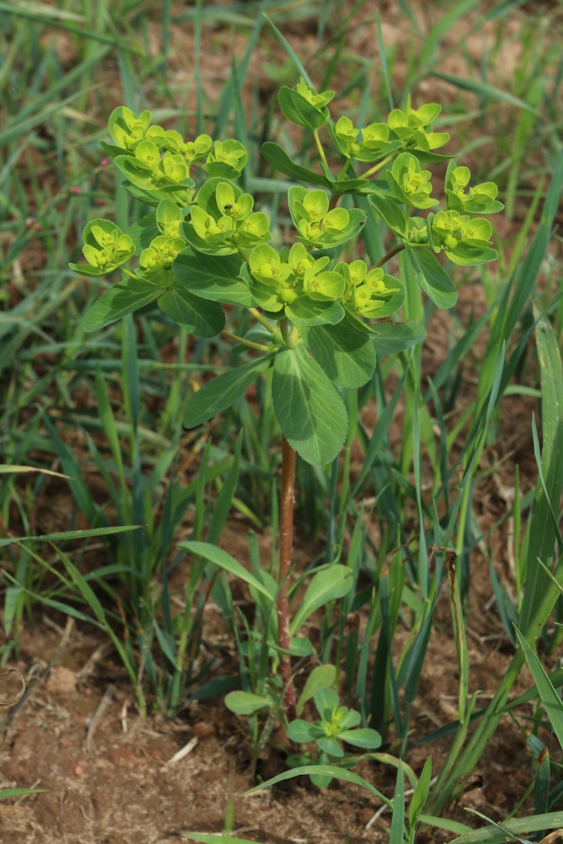 Изображение особи Euphorbia helioscopia.