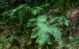 Heracleum dissectum. Вегетирующее растение. Красноярский край, Шушенский р-н, национальный парк \"Шушенский Бор\", ≈ 500 м н.у.м., смешанный лес. 11.06.2022.