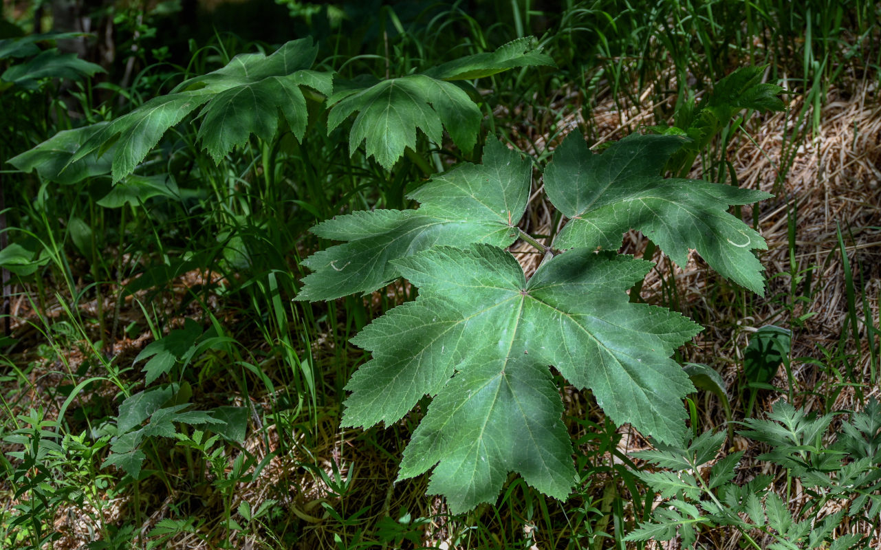 Image of Heracleum dissectum specimen.