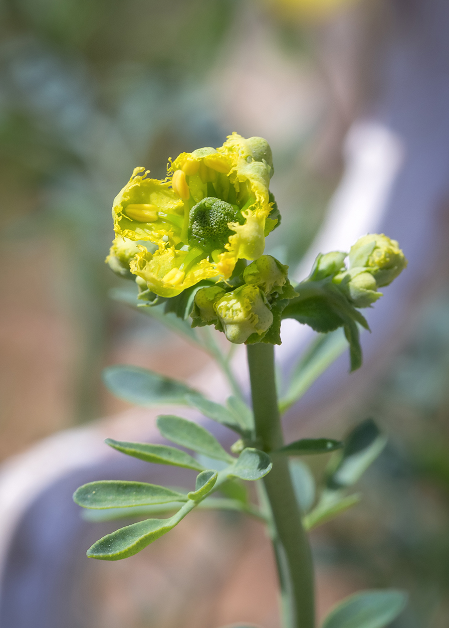 Изображение особи Ruta chalepensis.