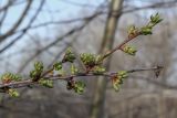 семейство Rosaceae. Верхушка веточки с бутонами и молодыми листьями. Ростовская обл., г. Донецк, озеленение. 09.04.2024.