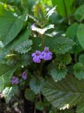 Glechoma hederacea. Верхушка цветущего растения. Краснодарский край, г/о Сочи, мкр. Мацеста, дорога к Агурским водопадам, лес. 11.04.2022.