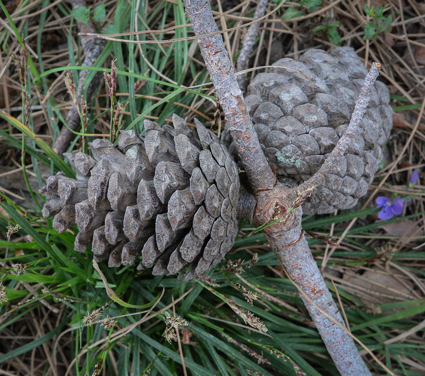 Image of Pinus pityusa specimen.