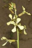 Eruca sativa