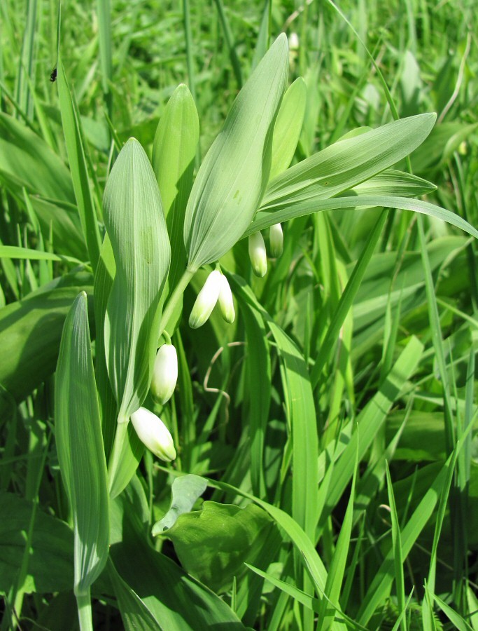 Image of Polygonatum odoratum specimen.