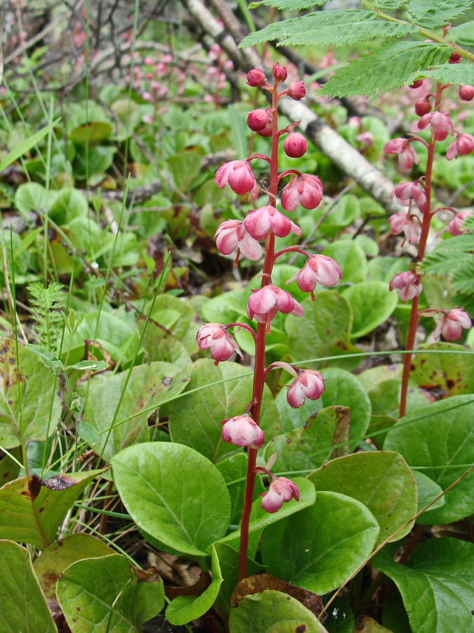 Image of Pyrola incarnata specimen.