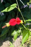 Abutilon megapotamicum