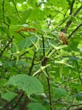 Euonymus macropterus