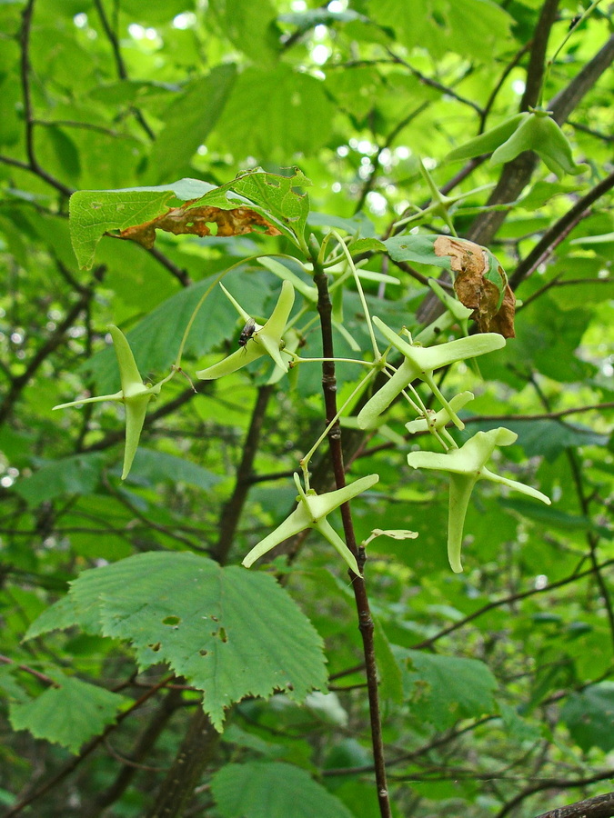 Изображение особи Euonymus macropterus.