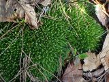 Leucobryum glaucum