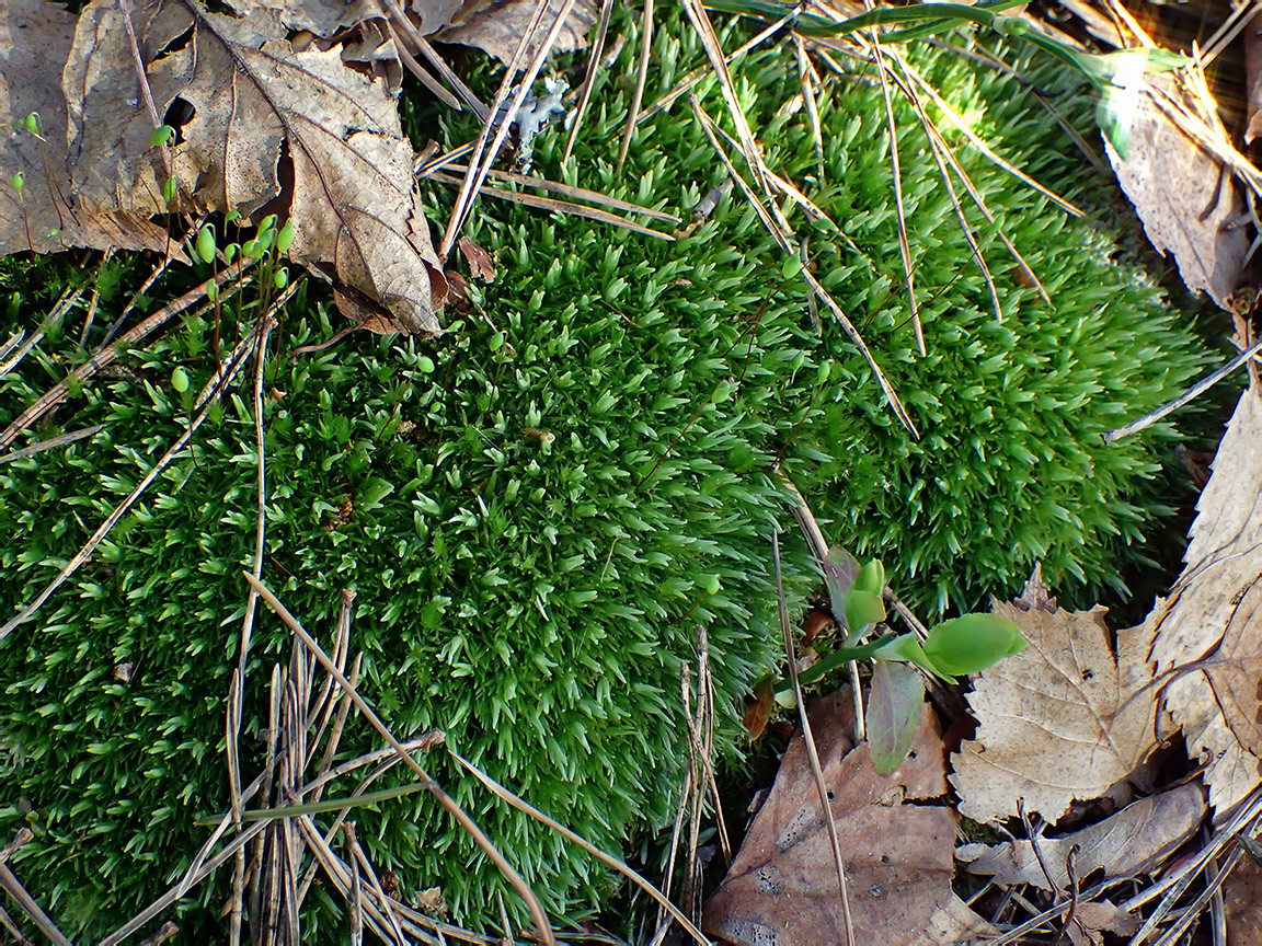 Изображение особи Leucobryum glaucum.