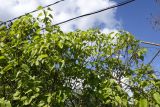 Syringa vulgaris