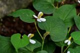 Houttuynia cordata