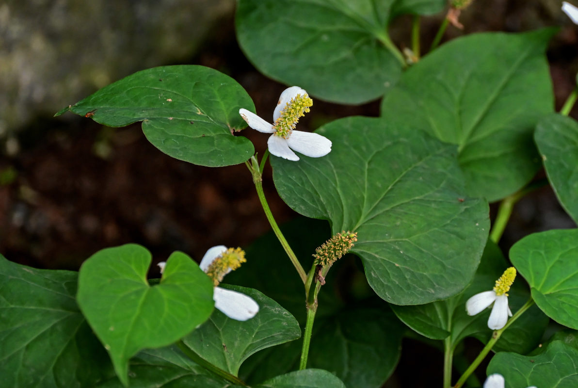 Image of Houttuynia cordata specimen.