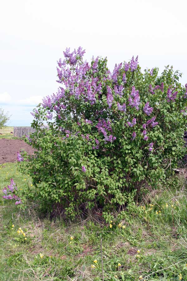 Изображение особи Syringa vulgaris.