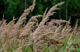 Calamagrostis epigeios