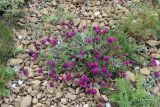 Oxytropis microsphaera