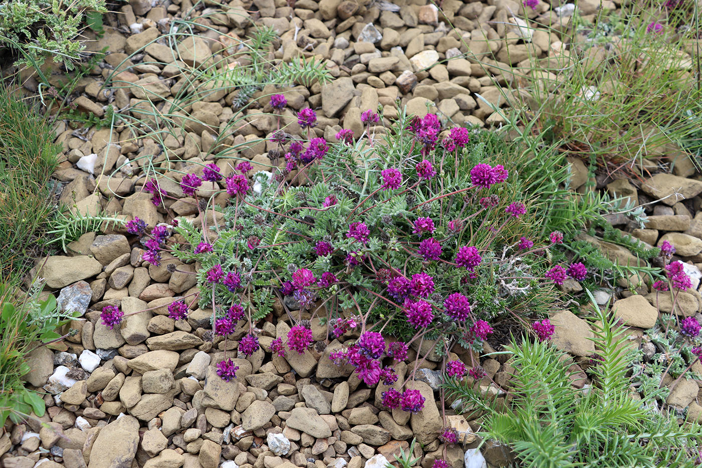 Image of Oxytropis microsphaera specimen.
