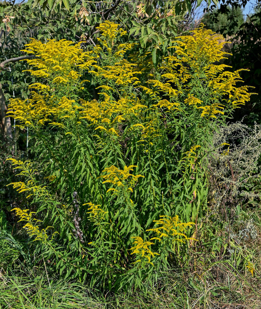 Изображение особи Solidago canadensis.