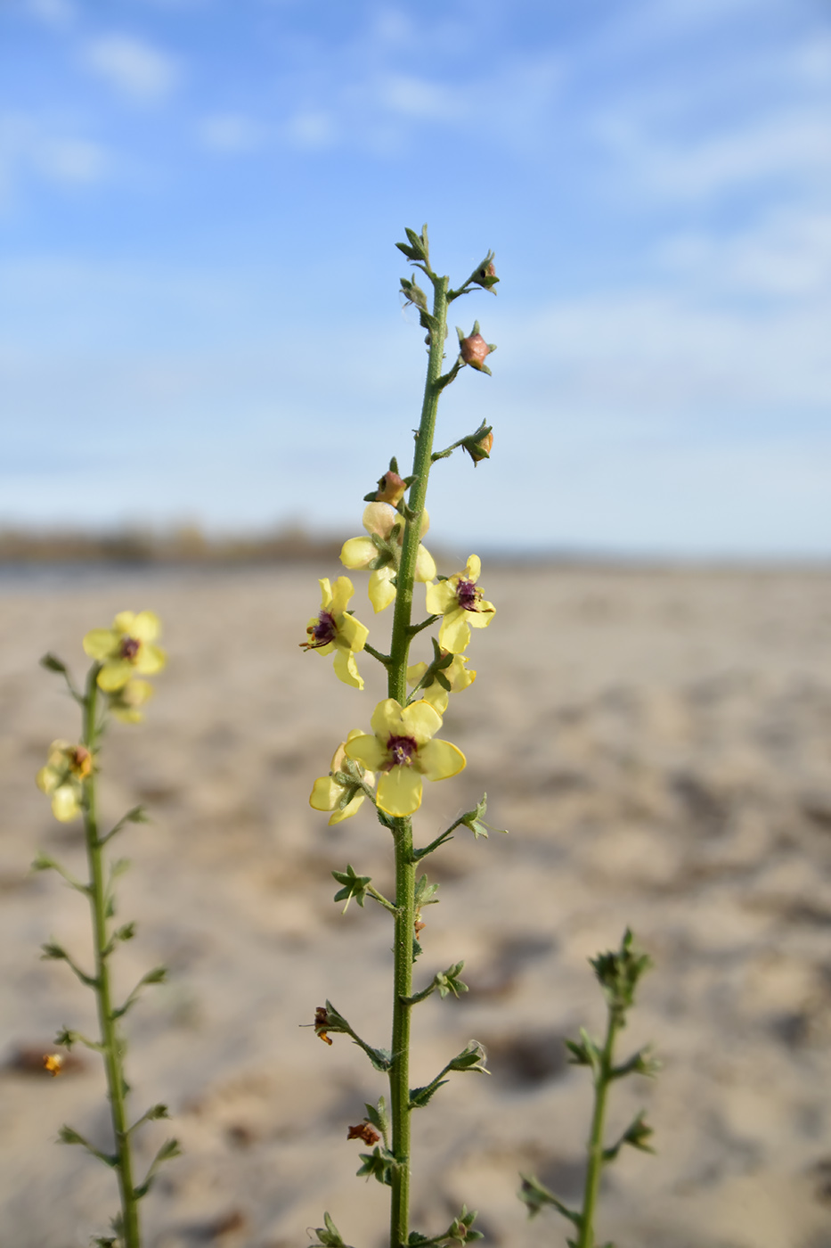 Image of Verbascum blattaria specimen.