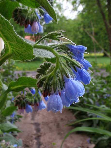 Изображение особи Symphytum caucasicum.