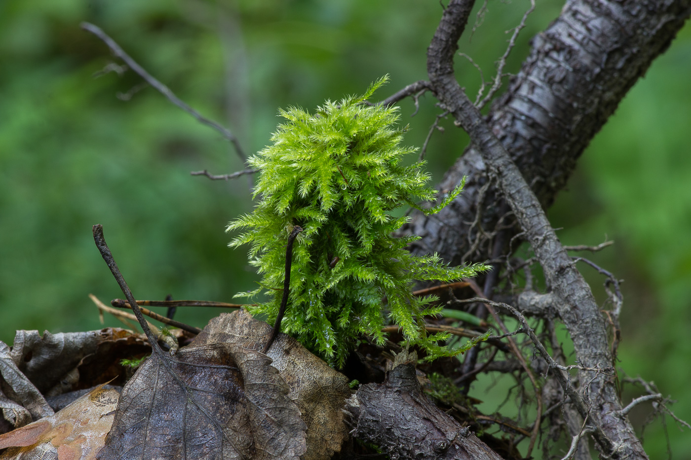 Изображение особи семейство Brachytheciaceae.