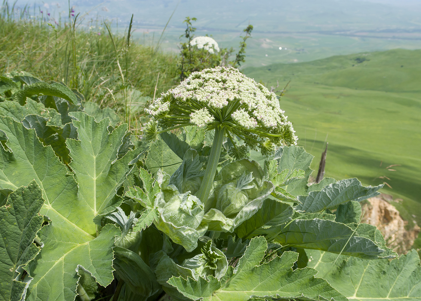 Image of Heracleum leskovii specimen.