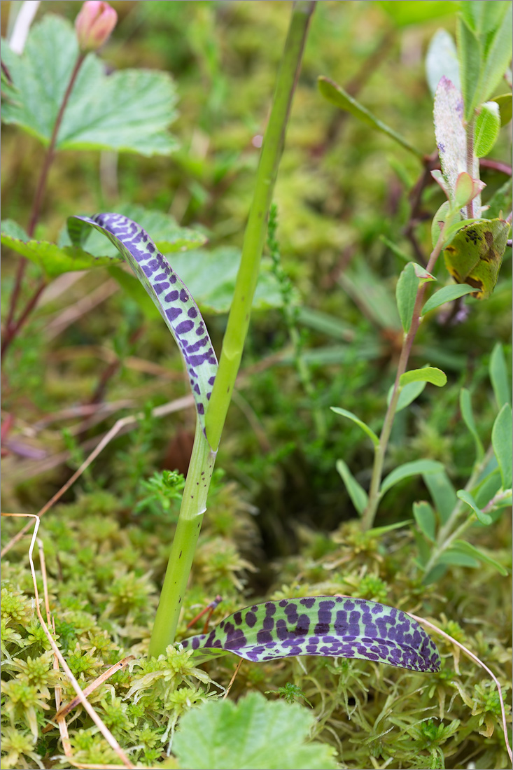 Image of Dactylorhiza psychrophila specimen.