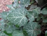 Hedera helix
