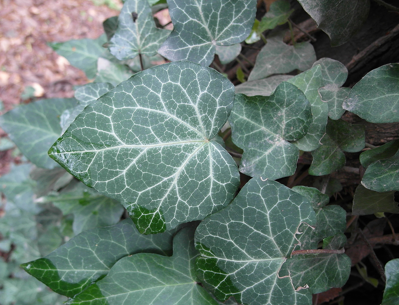 Изображение особи Hedera helix.