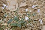 Matthiola bucharica
