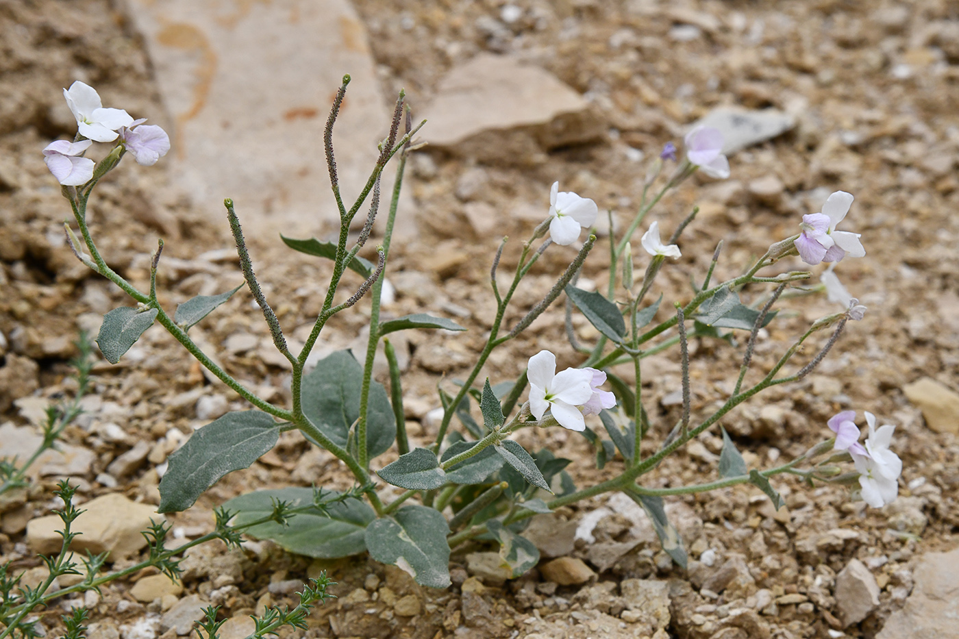 Изображение особи Matthiola bucharica.