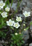 Parnassia palustris. Цветки. Коми, Интинский р-н, Приполярный Урал, нац. парк \"Югыд Ва\", бассейн р. Пелингичей, долина руч. Южный. 17.07.2010.