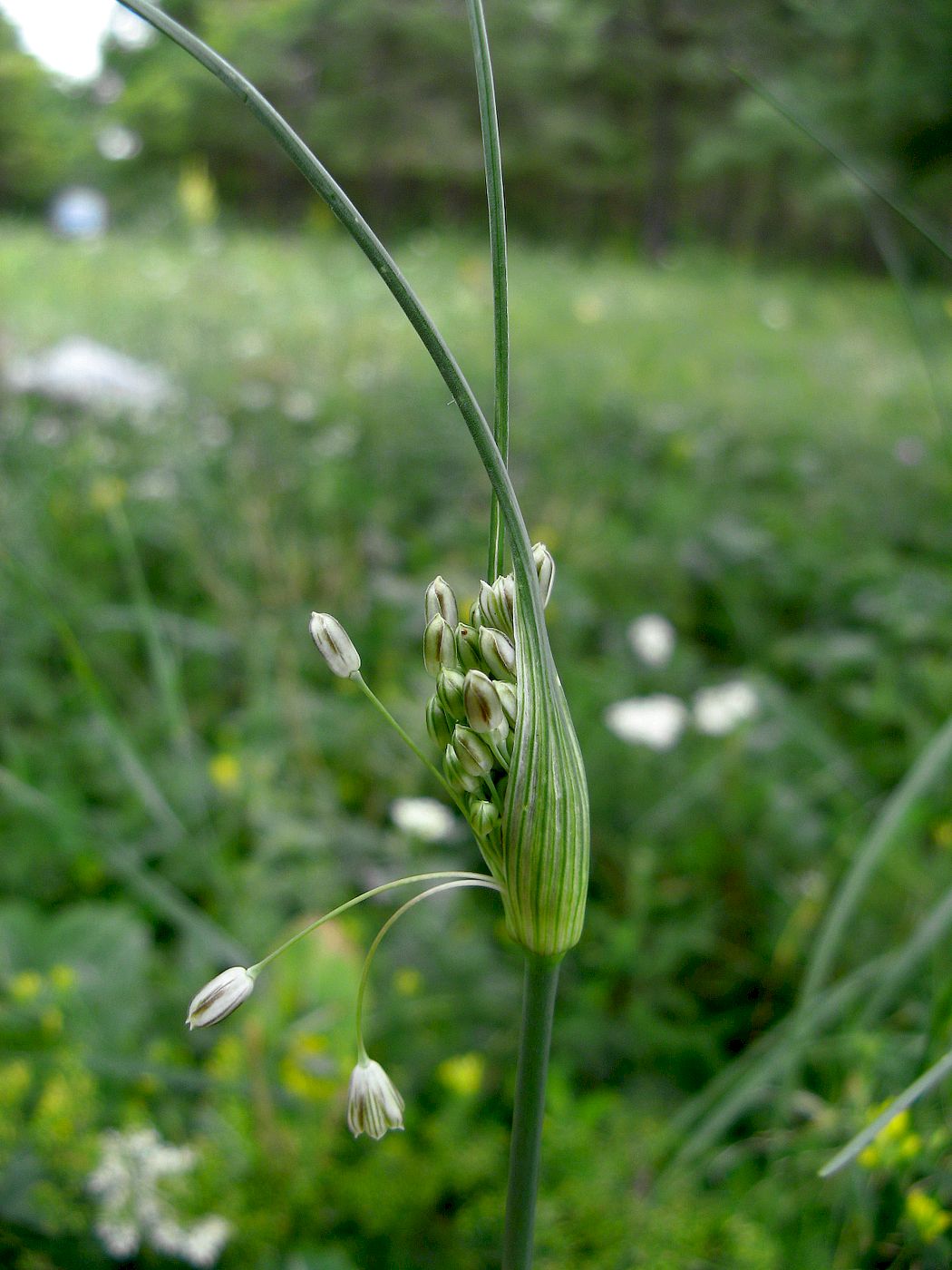 Изображение особи Allium podolicum.