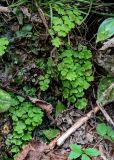 Adiantum capillus-veneris