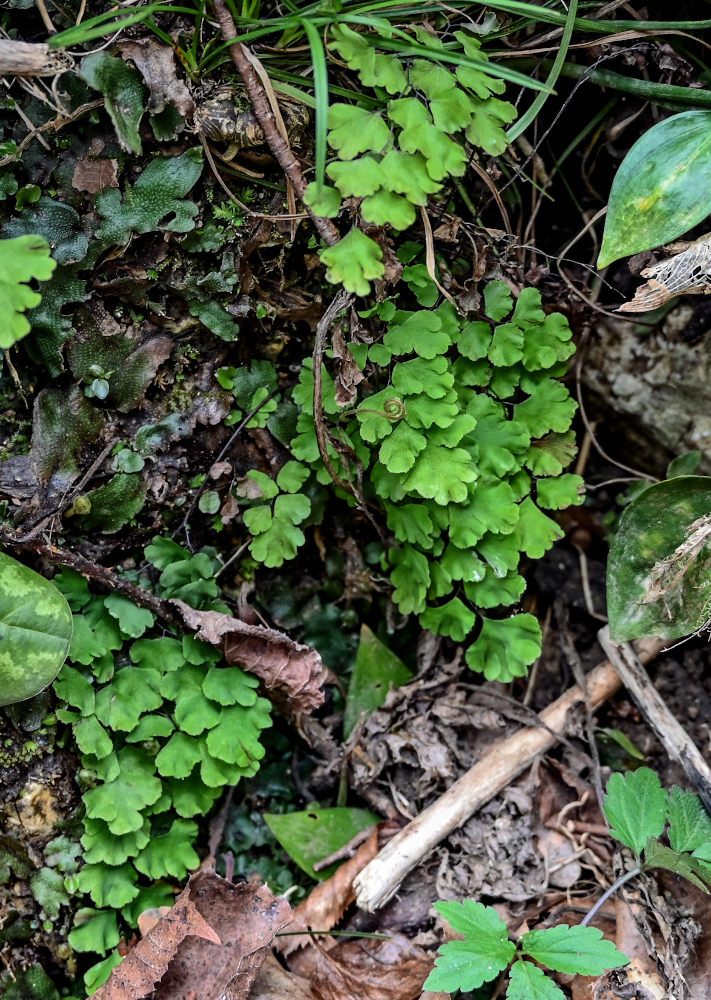 Image of Adiantum capillus-veneris specimen.