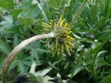Taraxacum officinale. Обёртка соцветия. Хабаровский край, окр. г. Комсомольск-на-Амуре, обочина грунтовой дороги. 19.05.2025.
