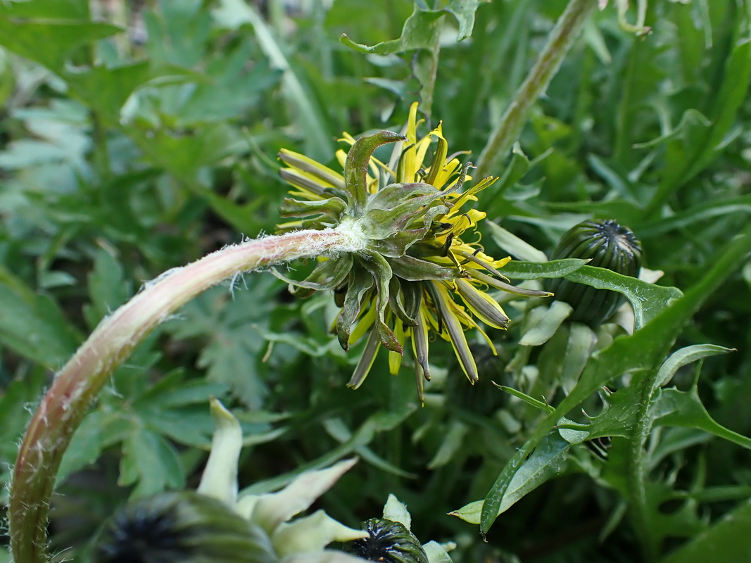Image of Taraxacum officinale specimen.