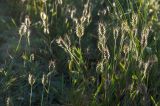 род Eremopyrum. Верхушки цветущих растений. Оренбургская обл., Саракташский р-н, Жёлтинский сельсовет, окр. Кандуровского карьера, межа полевой дороги. 29 мая 2024 г.
