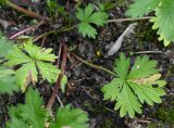 Potentilla intermedia. Нижние листья. Московская обл., ГО Подольск, мкр-н Климовск, зарастающая асфальтовая дорожка. 24.06.2025.