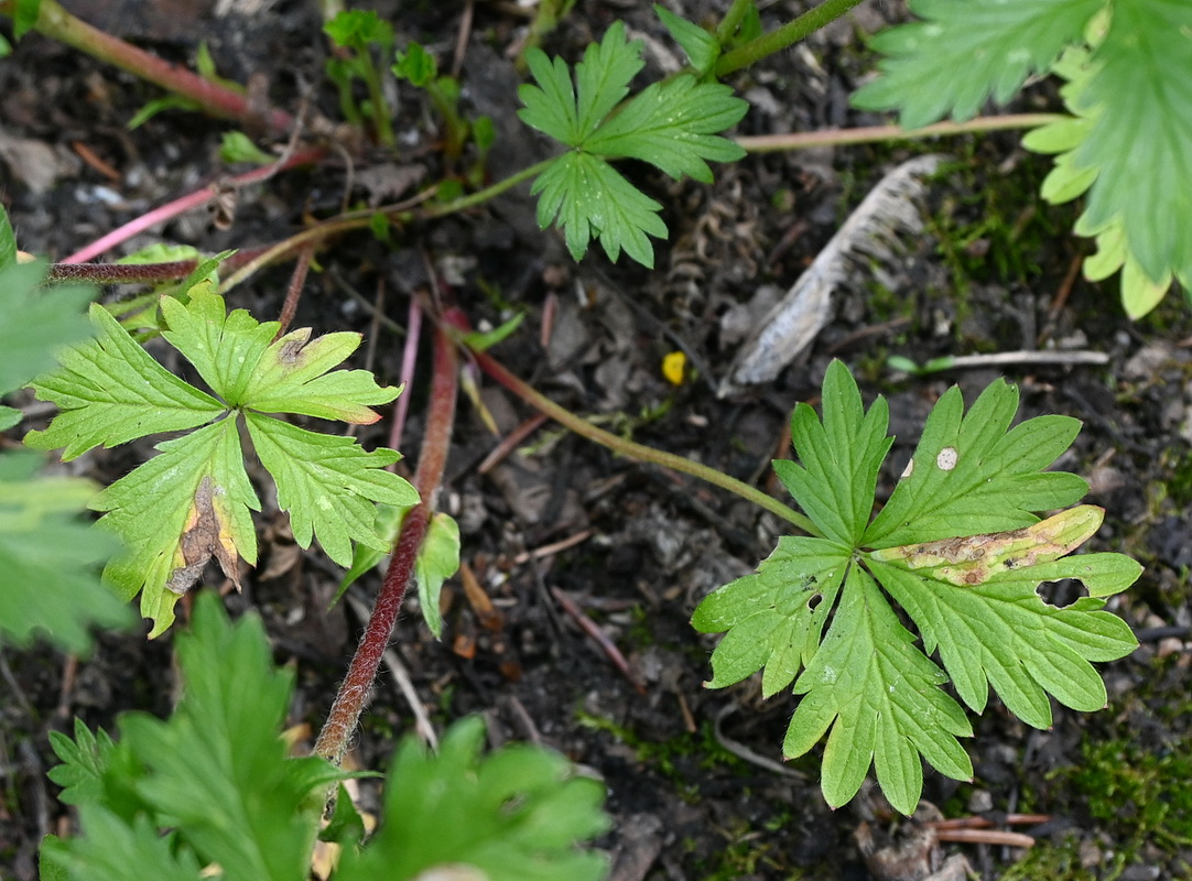 Изображение особи Potentilla intermedia.
