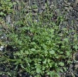 Rumex hastifolius